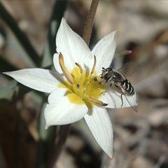 Eupeodes volucris female face by JerryFriedman. Used under a CC BY-SA 3.0 license.