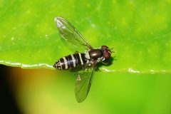 Fazia micrura by Sanjay Acharya. Used under a CC BY-SA 4.0 license.