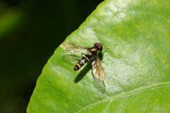 Hoverfly on lemon tree leaf by Sanjay Acharya. Used under a CC BY-SA 4.0 license.