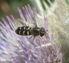 Lapposyrphus lapponicus P1270625a by 
xpda. Used under a CC BY-SA 4.0 license.