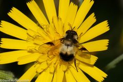 Leucozona americana 1 by David McCorquodale. Used under a CC BY 4.0 license.