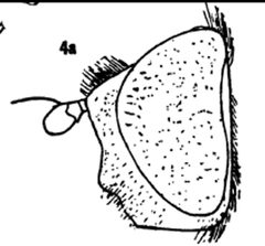 Didea laxa male by Williston S.W.. Used under a Public domain license.