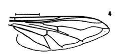 Didea laxa wing by Williston S.W.. Used under a Public domain license.