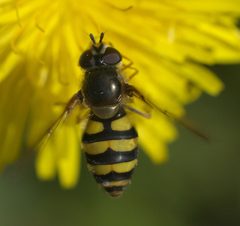 Megasyrphus laxus P1290084a by 
xpda. Used under a CC BY-SA 4.0 license.