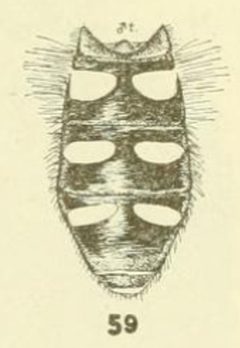 Melangyna fisherii abdomen by C. HOWARD CURRAN. Used under a Public domain license.