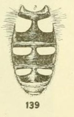 Melangyna fisherii abdomen male by C. HOWARD CURRAN. Used under a Public domain license.