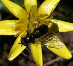 Melangyna lasiophthalma - Flickr - S. Rae by S. Rae from Scotland, UK. Used under a CC BY 2.0 license.
