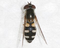 Melangyna umbellatarum 02 by Libby Avis, Centre for Biodiversity Genomics. Used under a CC0 license.