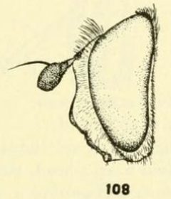Melangyna umbellatarum head by C. HOWARD CURRAN. Used under a Public domain license.