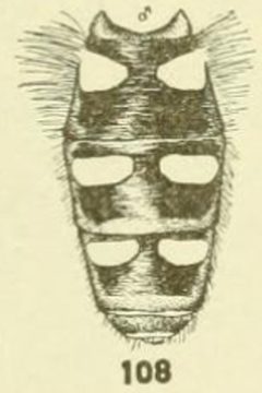 Melangyna umbellatarum male abdomen by C. HOWARD CURRAN. Used under a Public domain license.