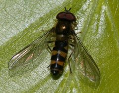 Meligramma.cincta by Sandy Rae. Used under a CC BY-SA 3.0 license.