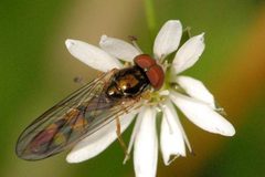 Meligramma.cincta.-.lindsey by James K. Lindsey. Used under a CC BY-SA 3.0 license.