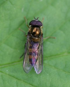 Meligramma.cincta1 by Sandy Rae. Used under a CC BY-SA 3.0 license.