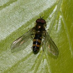 Meligramma.cincta2 by Sandy Rae. Used under a CC BY-SA 3.0 license.