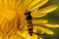 Meligramma.cincta2.-.lindsey by James K. Lindsey. Used under a CC BY-SA 3.0 license.
