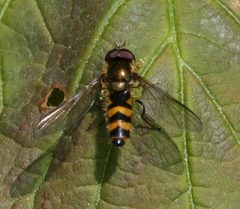 Meligramma.cincta3 by Sandy Rae. Used under a CC BY-SA 3.0 license.