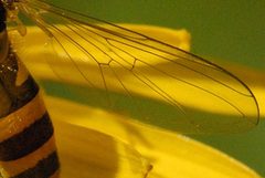 Meligramma.cincta9.-.lindsey by James K. Lindsey. Used under a CC BY-SA 3.0 license.