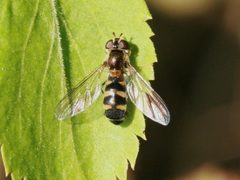 Meligramma triangulifera by 



This image is created by user Henk Soepenberg at Waarneming.nl, a source of nature observations in the Netherlands.
. Used under a CC BY 3.0 license.