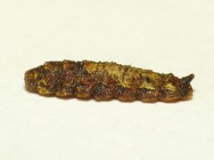 Meligramma triangulifera larva by 



This image is created by user Dick Belgers at Waarneming.nl, a source of nature observations in the Netherlands.
. Used under a CC BY 3.0 license.