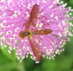 Nuntianus cubanus Dankowicz by Even Dankowicz. Used under a CC BY 4.0 license.