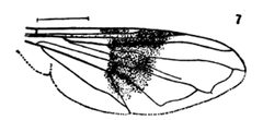 Ocyptamus fascipennis wing by Williston S.W.. Used under a Public domain license.