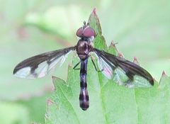 Ocyptamus fuscipennis 1 by Ken Kneidel. Used under a CC0 license.