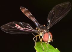 Ocyptamus fuscipennis 13176794 by skitterbug. Used under a CC BY 4.0 license.