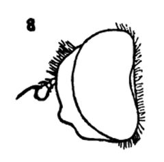 Ocyptamus fuscipennis male by Williston S.W.. Used under a Public domain license.