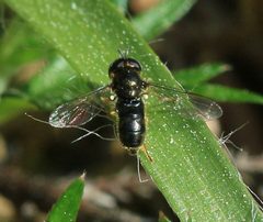 Paragus cf. haemorrhous - Flickr - S. Rae by S. Rae from Scotland, UK. Used under a CC BY 2.0 license.