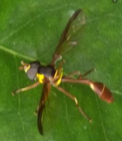 Salpingogaster punctifrons by Killdeermaster. Used under a CC BY-SA 4.0 license.