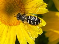 Scaeva affinis by Jengod. Used under a CC BY-SA 4.0 license.