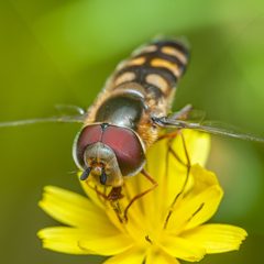 Scaeva selenitica-pjt by Pjt56. Used under a CC BY 4.0 license.