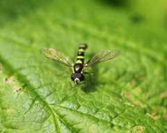 Sphaerophoria novaeangliae 1 by Barry Cottam. Used under a CC BY 4.0 license.