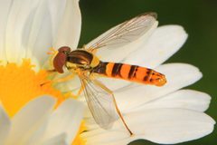 Sphaerophoria philanthus 32045064 by Judy Gallagher. Used under a CC BY 4.0 license.