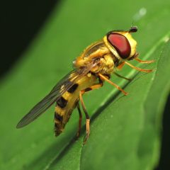 Syrphus knabi 2 by Katja Schulz. Used under a CC BY 4.0 license.