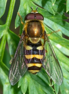 Syrphus opinator 189958182 by Don Loarie. Used under a CC BY 4.0 license.