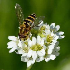 Berteroa incana - Syrphus ribesii - Tallinn by Ivar Leidus. Used under a CC BY-SA 4.0 license.