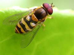 Syrphus ribesii01 by wikipedia. Used under a Attribution license.