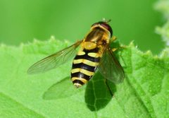 Syrphus ribesii 171896228 by Bernie Paquette. Used under a CC BY 4.0 license.