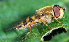 Syrphus vitripennis female by Cj Hughson from Shetland. Used under a CC BY 2.0 license.