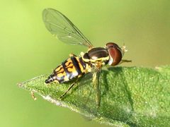 Toxomerus geminatus-female by Peterwchen. Used under a CC BY-SA 4.0 license.