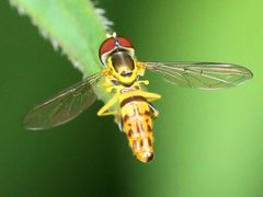 Toxomerus geminatus-male by Peterwchen. Used under a CC BY-SA 4.0 license.