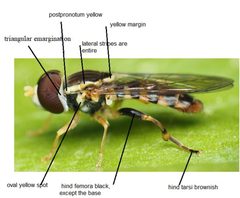 Toxomerus geminatus4 by Styrphid Fox. Used under a CC BY-SA 4.0 license.