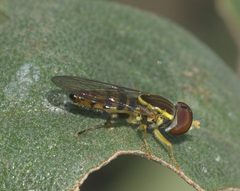Toxomerus geminatus P1340205a by 
xpda. Used under a CC BY-SA 4.0 license.
