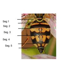 Toxomerus geminatus abdomen diagram by Stephen Fox. Used under a CC BY-SA 4.0 license.
