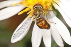 Toxomerus marginatus on Symphyotrichum pilosum by Judy Gallagher. Used under a CC BY 2.0 license.