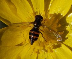 Tox.occidentalis-Female-2 crop by Eugene Zelenko. Used under a CC BY-SA 3.0 license.