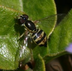 Tox.occidentalis.01 by Sandy Rae. Used under a CC BY-SA 3.0 license.