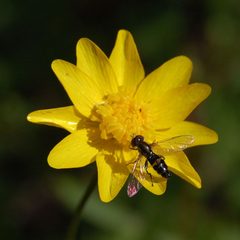 Toxomerus occidentalis-1 by Eugene Zelenko. Used under a CC BY-SA 4.0 license.