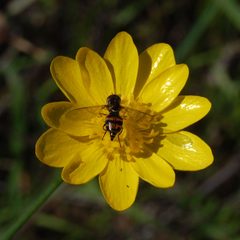 Toxomerus occidentalis-Female-1 by Eugene Zelenko. Used under a CC BY-SA 4.0 license.